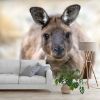 Picture of Hand Made Wallpaper 3D Mural kangaroo eastern grey kangaroo kangaroo island 