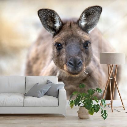 Picture of Hand Made Wallpaper 3D Mural kangaroo eastern grey kangaroo kangaroo island 