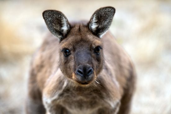 Picture of Hand Made Wallpaper 3D Mural kangaroo eastern grey kangaroo kangaroo island 