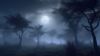 Picture of Hand Made Wallpaper Fog Forest Moonlit Mystic In A 3d Rendered Night Scene